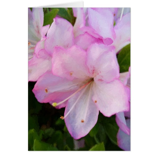 Pink Azaleas (Frente)