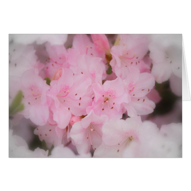 Pink Azaleas (Anverso (Horizontal))