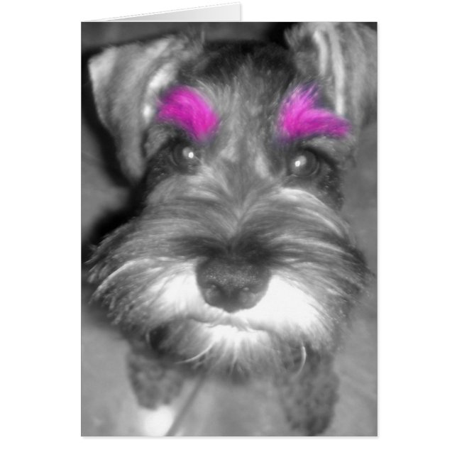Pink Brow Schnauzer (Frente)