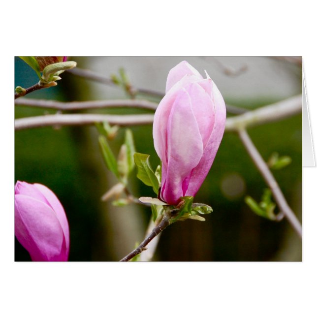 Pink Buds (Anverso (Horizontal))