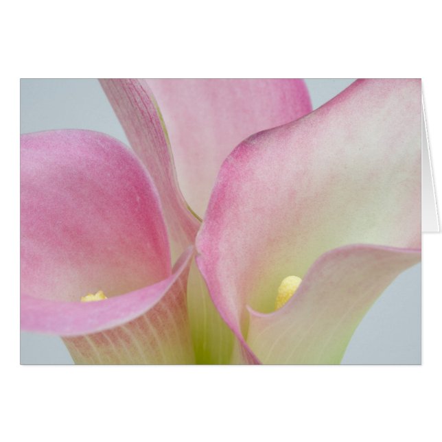 Pink Calla Lilies (Anverso (Horizontal))