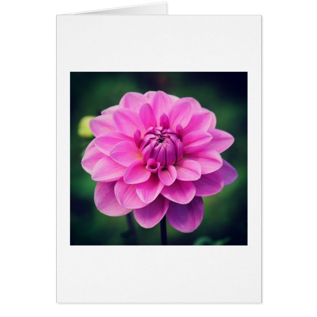 Pink Dahlia (Frente)