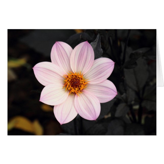 Pink Dahlia (Anverso (Horizontal))