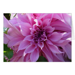 Pink Dahlia