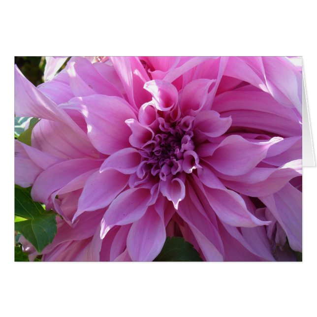 Pink Dahlia (Anverso (Horizontal))