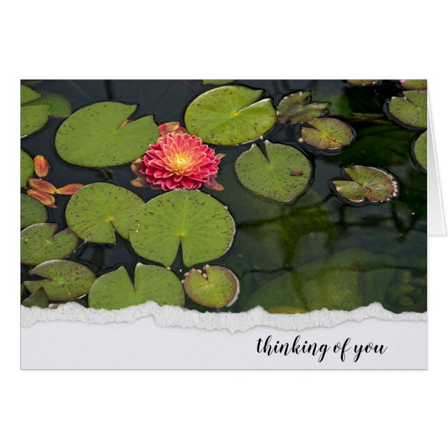 Pink Dahlia In Lily Pads (Anverso (Horizontal))