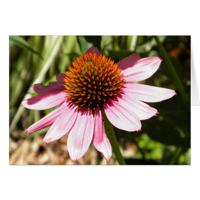 Pink Daisy (Anverso (Horizontal))