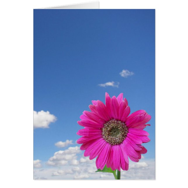 Pink Daisy (Frente)