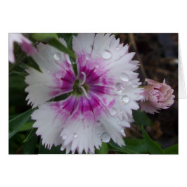PINK DIANTHUS