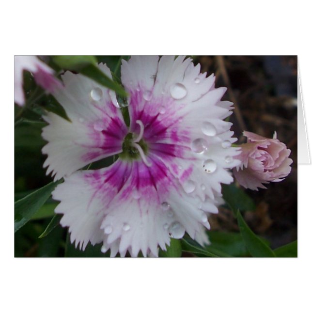 PINK DIANTHUS (Anverso (Horizontal))