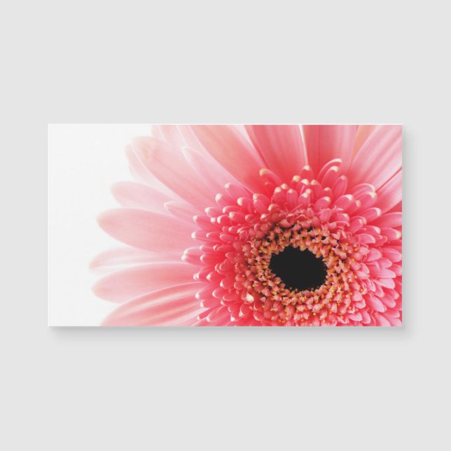 Pink Gerbera Daisy  (Anverso)