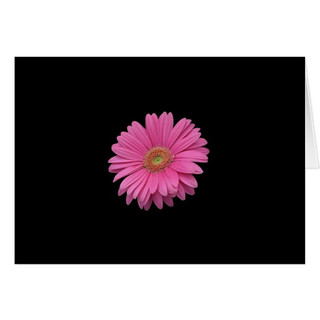 Pink Gerbera Daisy (Anverso (Horizontal))