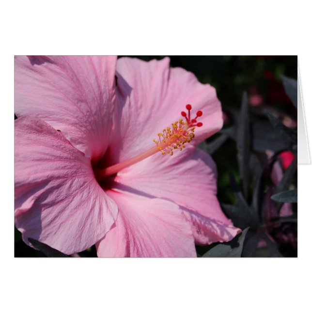 Pink Hibiscus (Anverso (Horizontal))