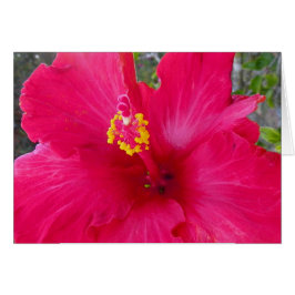 Pink Hibiscus