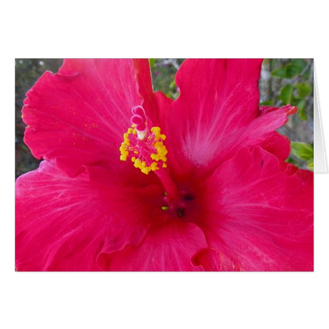 Pink Hibiscus (Anverso (Horizontal))