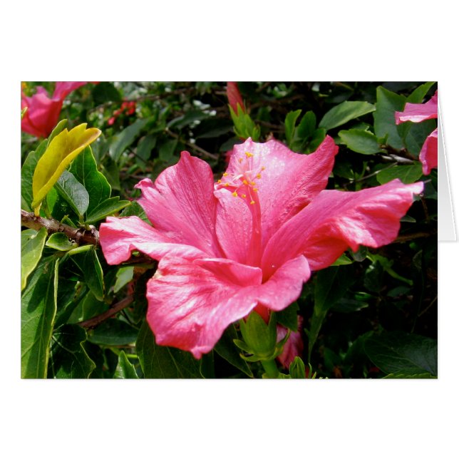 Pink Hibiscus Queen (Anverso (Horizontal))