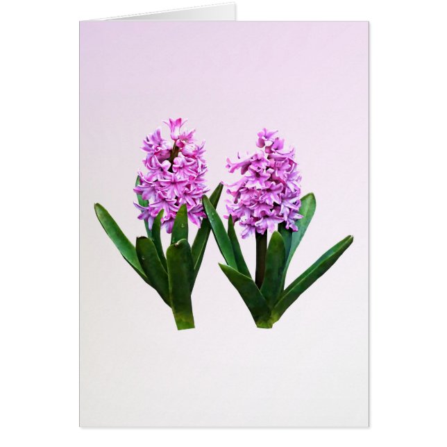 Pink Hyacinth Duo (Frente)