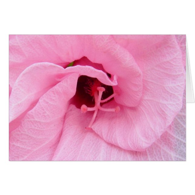 Pink Hybiscus (Anverso (Horizontal))