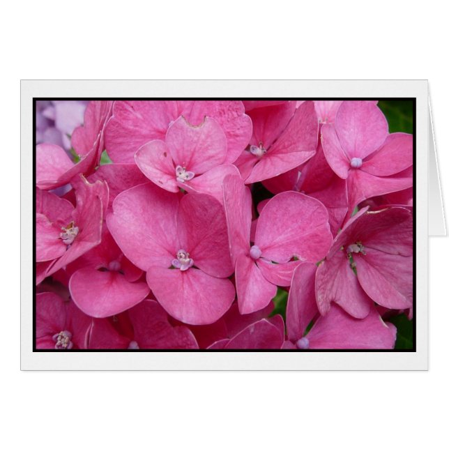 Pink Hydrangea closeup (Anverso (Horizontal))