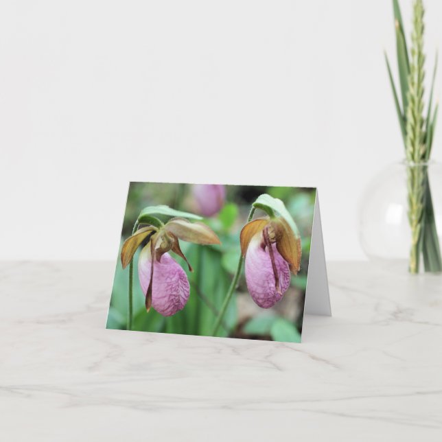 Pink Lady Slipper Orchids Flower Photography  (Anverso)