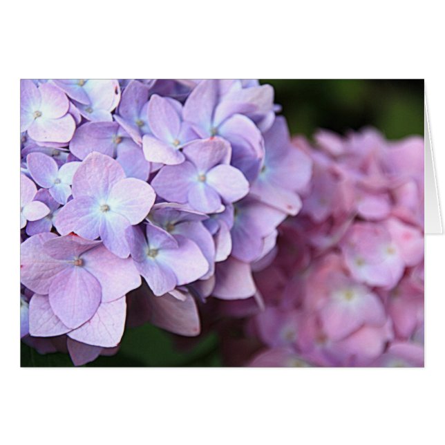 ©Pink & Light Purple Hydrangeas Bloom Blank (Anverso (Horizontal))