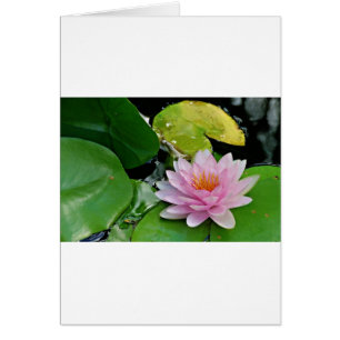 Pink Lotus