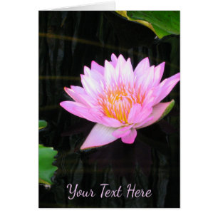 Pink Lotus Water
