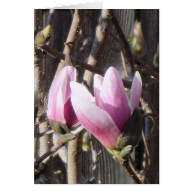 Pink Magnolia Blossom (Frente)
