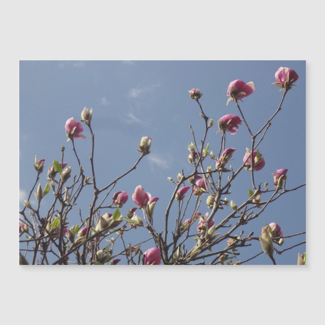 Pink Magnolia Buds (Anverso)