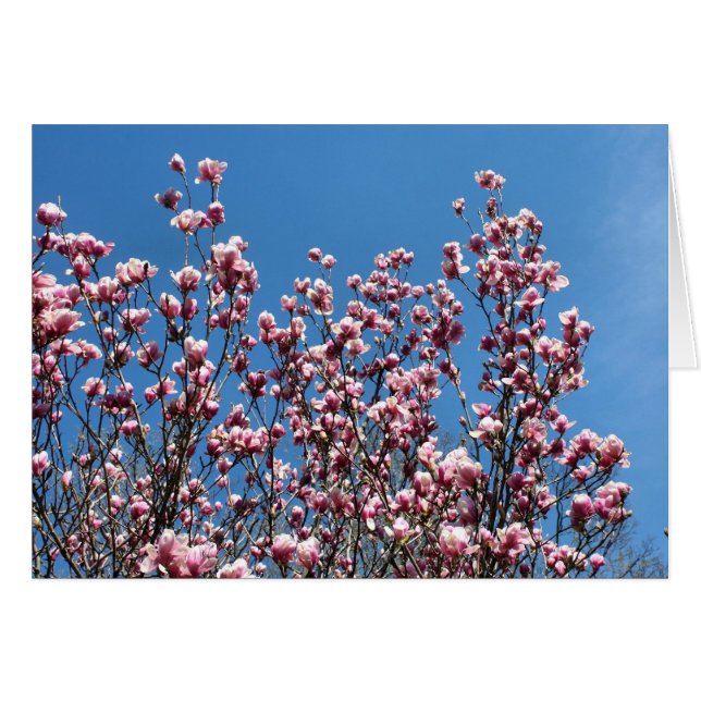 Pink Magnolia Flowers Blue Sky Note Card (Anverso (Horizontal))