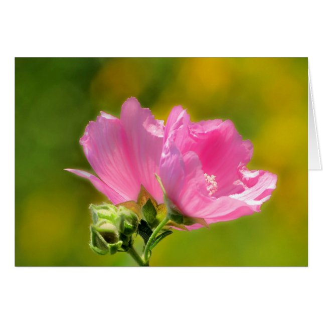 Pink Malva Pair (Anverso (Horizontal))