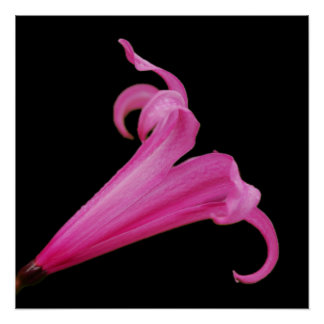 Pink Nerine Flower Poster