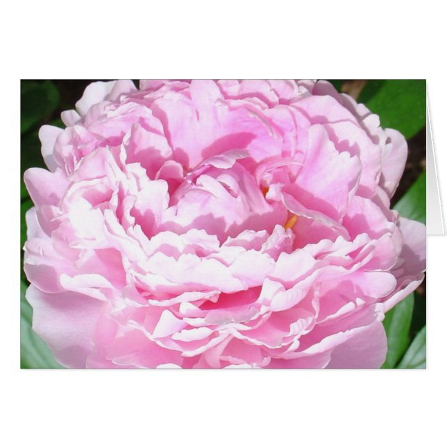 Pink Peony (Anverso (Horizontal))