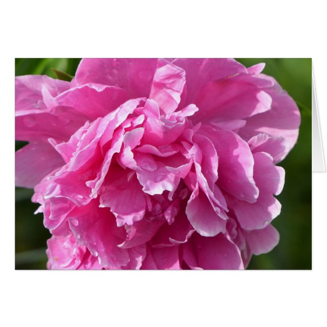 Pink Peony (Anverso (Horizontal))