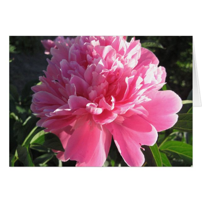 Pink Peony (Anverso (Horizontal))
