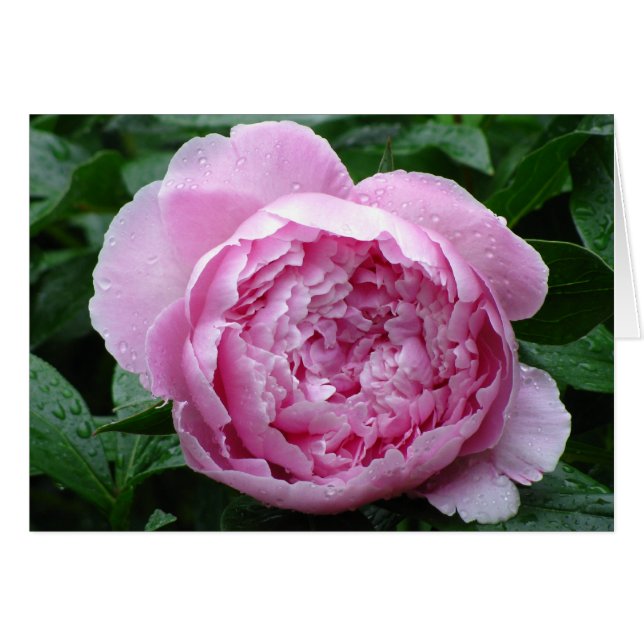 Pink Peony (Anverso (Horizontal))