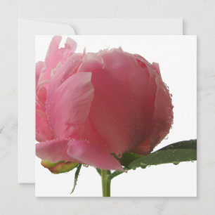 Pink Peony Blossom