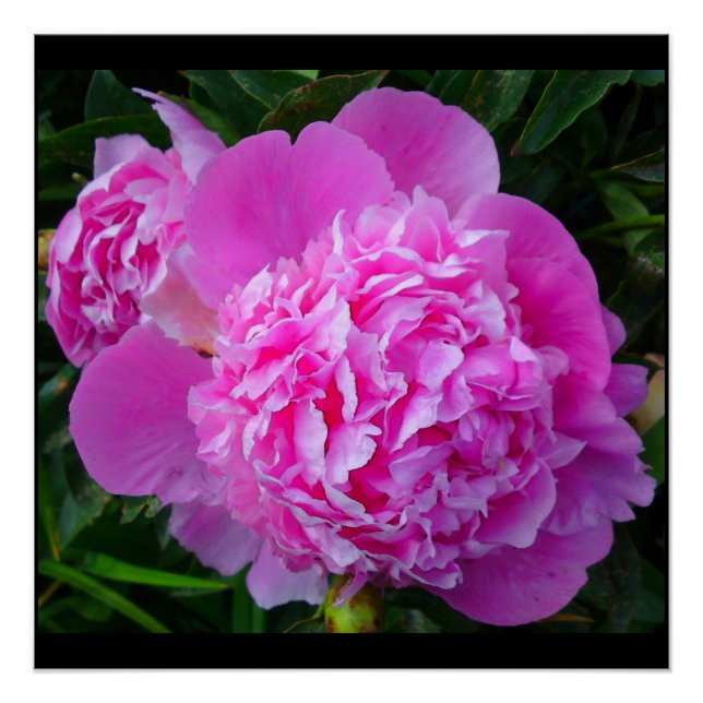 Pink Peony Perfect Poster (Anverso)
