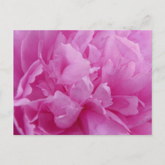 Pink Peony Petals postal