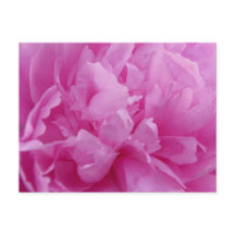 Pink Peony Petals postal