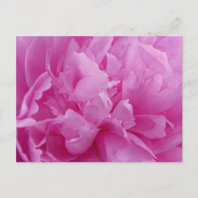 Pink Peony Petals postal (Anverso)