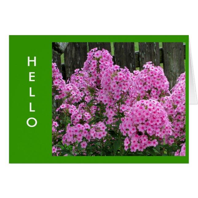 Pink Phlox y Fence (Anverso (Horizontal))