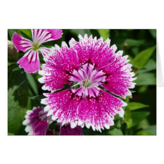 Pink/Purple Dianthus cerca