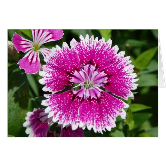 Pink/Purple Dianthus cerca (Anverso (Horizontal))