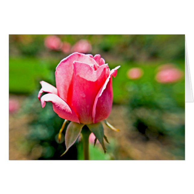 Pink Rose Garden (Anverso (Horizontal))