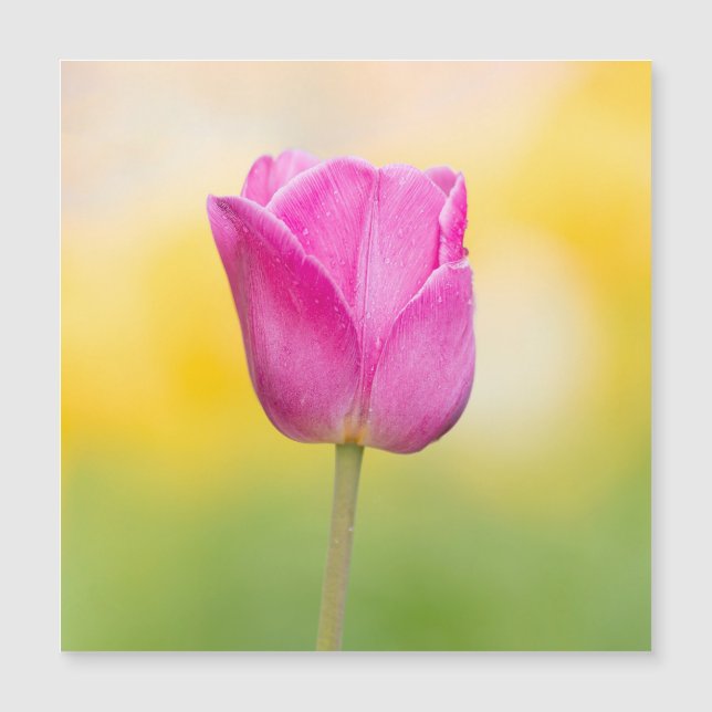 Pink Tulip Floral Art Print (Anverso)