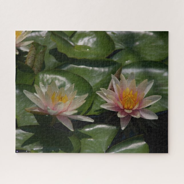 Pink Waterlilies Puzzle (Horizontal)
