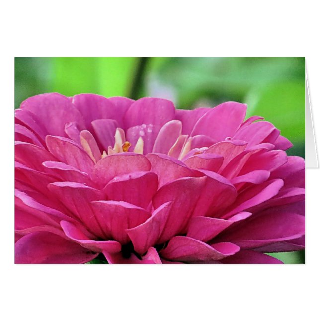 Pink Zinnia (Anverso (Horizontal))