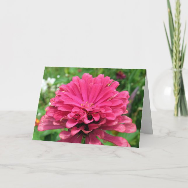 Pink Zinnia - Tarjeta de cumpleaños (Anverso)