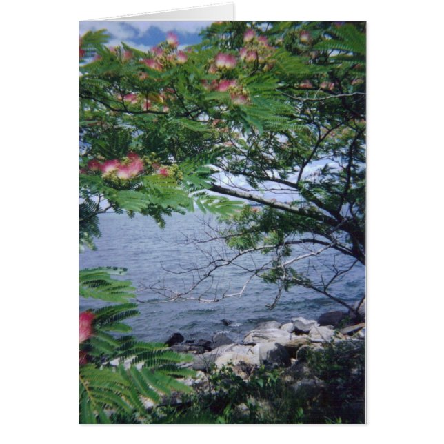 pinktreewaterview 001 (Frente)